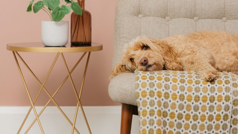 Milan20Throw20with205edit 768x432